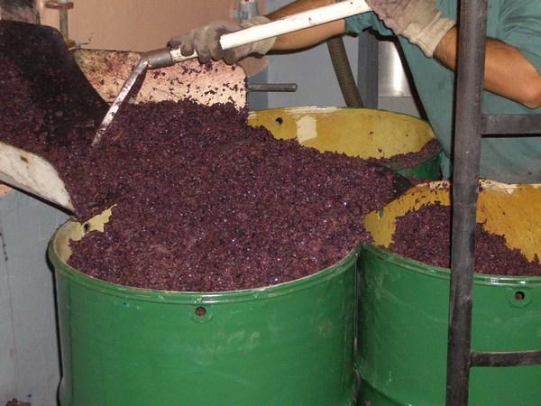 And barrels of used grapes 