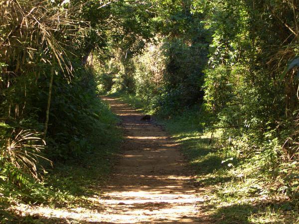 Jungle Trail 2