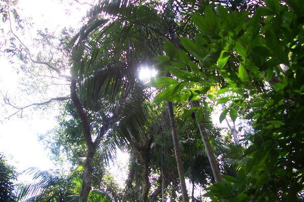 The Sub-tropical Forest of Southern Brazil 