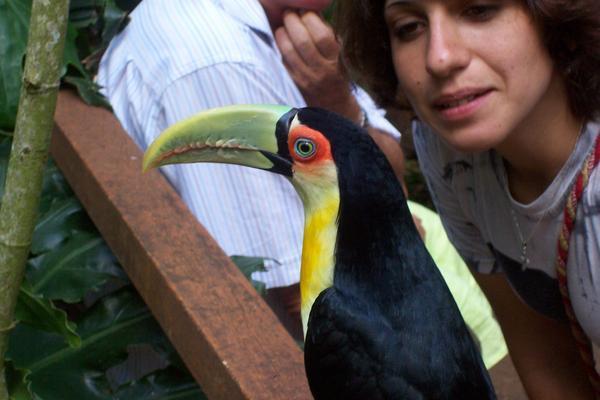 Rosa and the Toucan