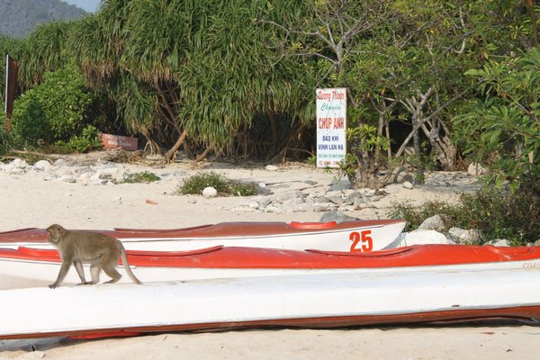 Monkey Island | Photo