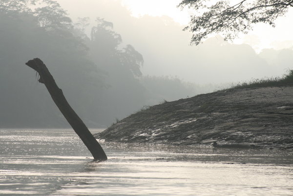Kinabatangan river
