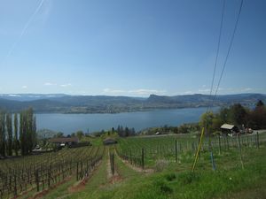 View from Hillside Winery