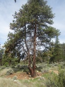 The Ponderosa Pines are huge!