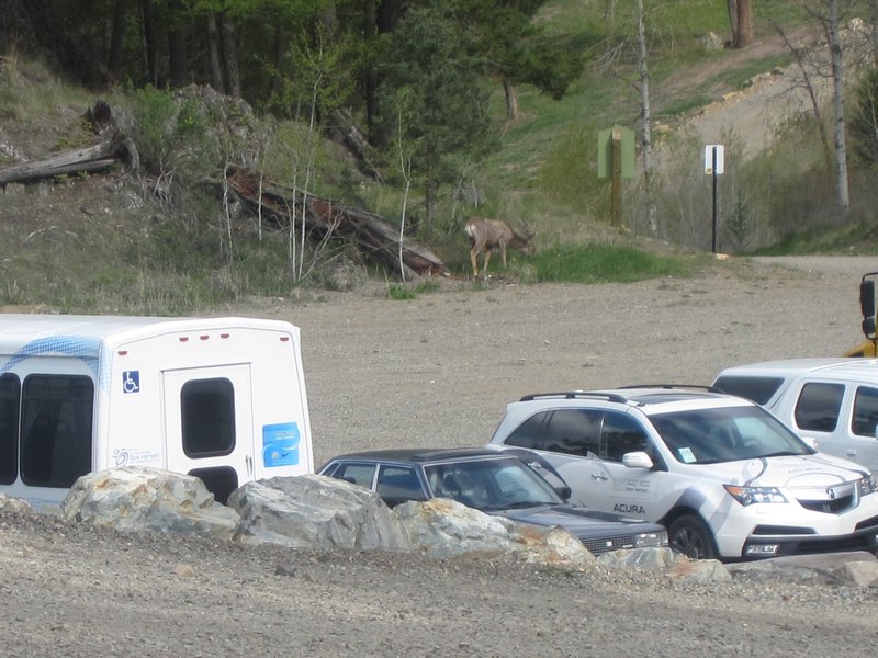 A deer not concerned at all about our vehicles!
