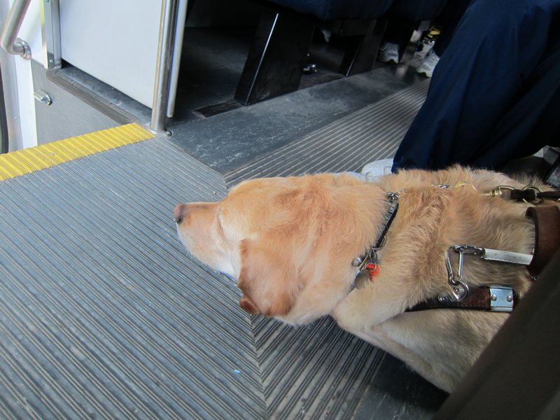Coby the service dog waits patiently to escort his person, Angel, off of the shuttle.