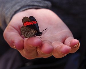Katie Holding Butterfly