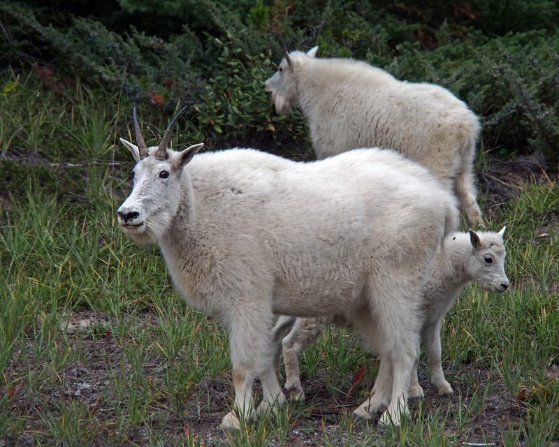 Horned Goats