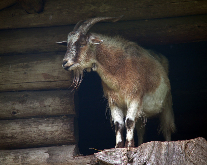 Goat on a Roof