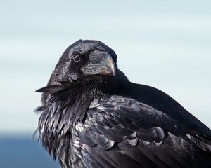 Raven | Photo