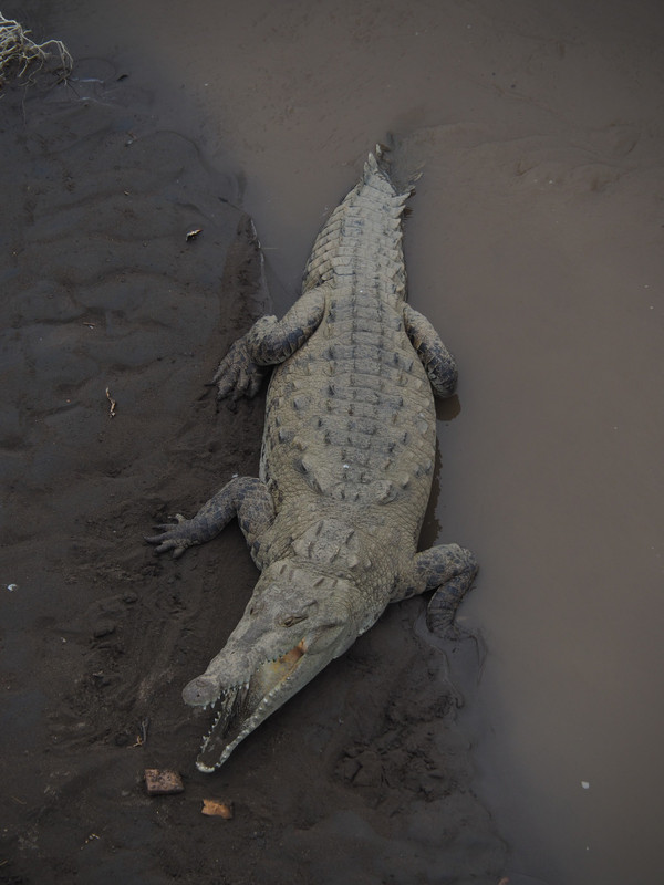 Crocodilos