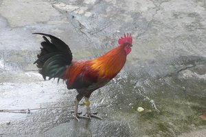 Rooster Roaming the Street