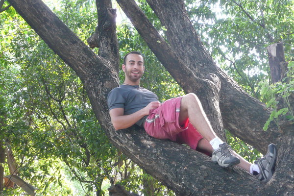 In a Tree