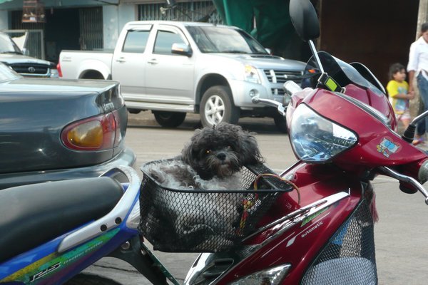 Motorbike Dog