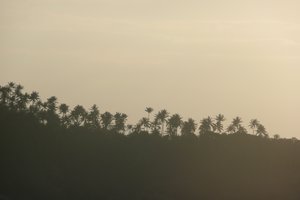 Silhouette Palm Trees