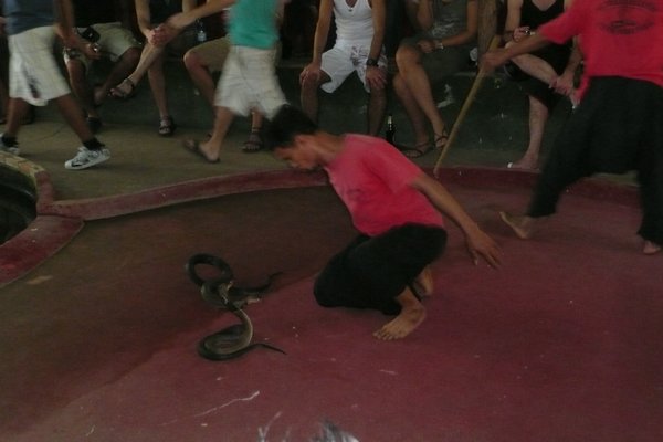 Snake Show