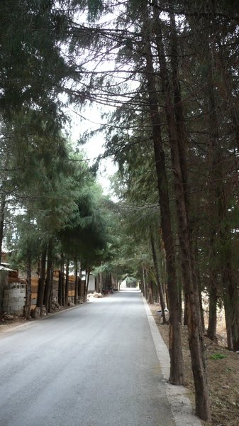 Pine Roadway