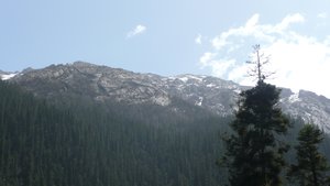 Peaks and Pines