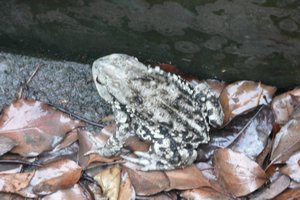 Toad Close-Up
