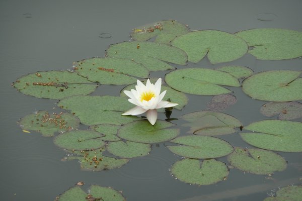 Flower on the Lilly-pads