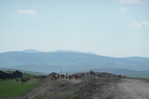 Herds