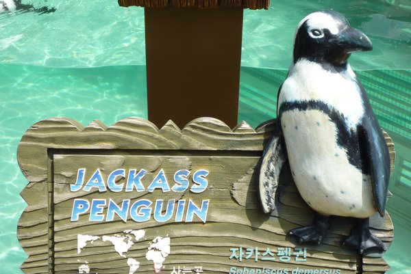 Jackass Penguin!