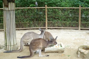 Kangaroos Feeding