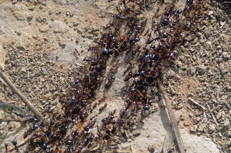 Driver Ants