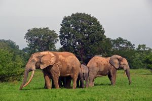 Elephants protecting