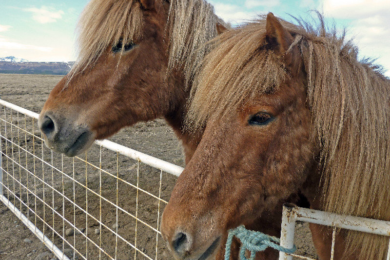 Horses