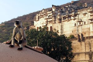 Langur and Fort