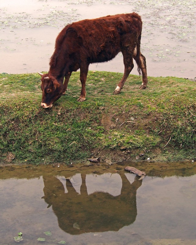 Reflective Cow