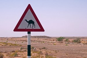 Beware of Camels