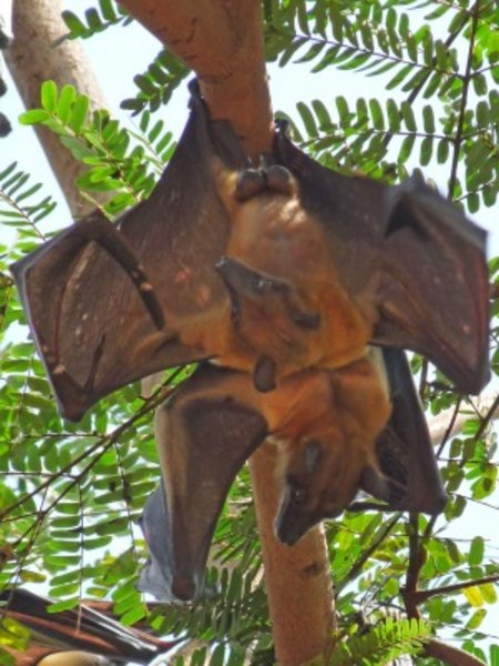 Fruit bats
