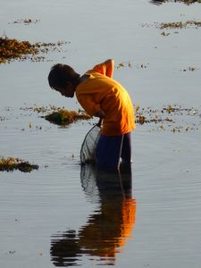 Looking for shellfish at low tide