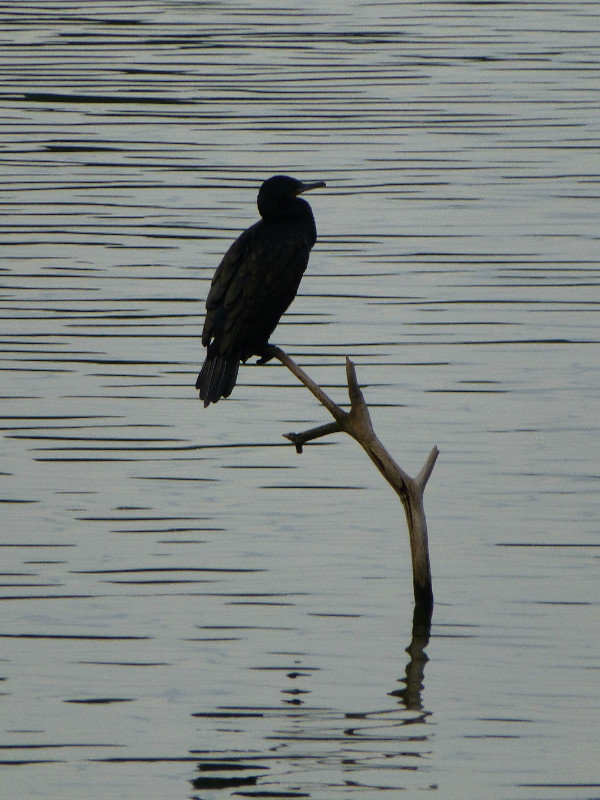 Bird's Reflection