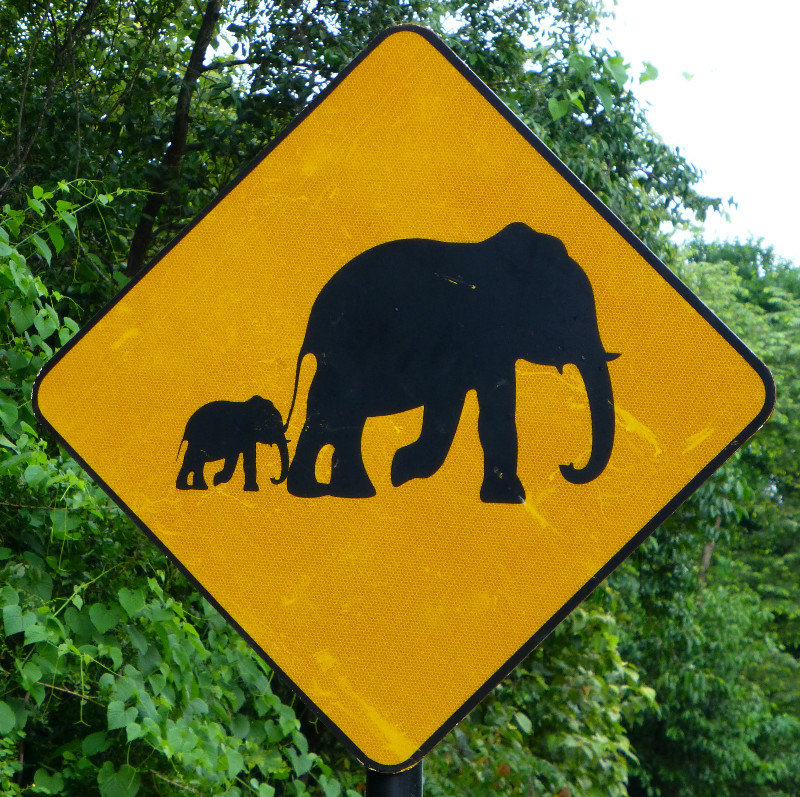 Elephant Crossing