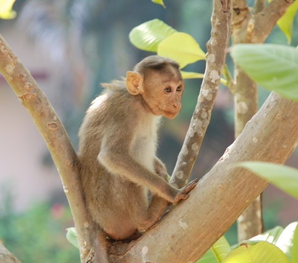 Chennai Monkey