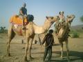 Camel riding Pushkar
