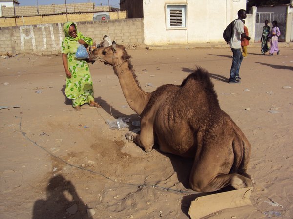 Checking out a camel in town