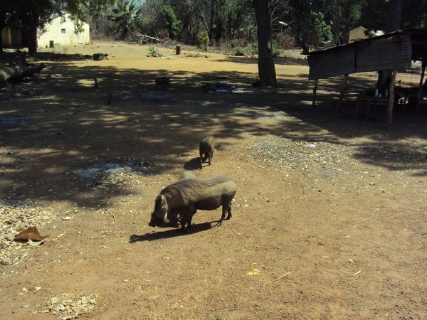 Warthog in Niokolo National lPark