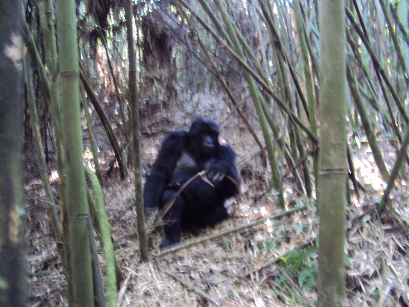 on gorilla trek