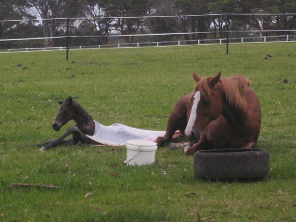 Foal Being Born :-)