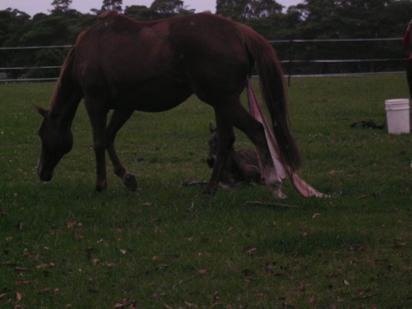 Foal Being Born :-)