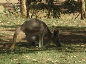 Kangaroo and 'Joey'