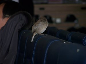Bird in JFK