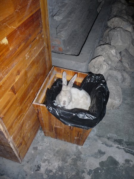 Bunny in a bin!!