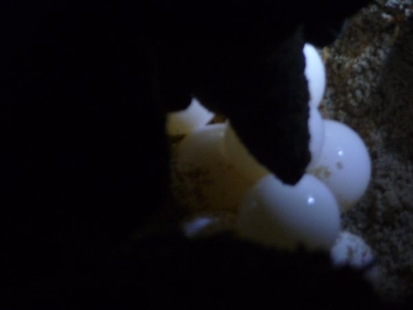 Wild Turtle laying eggs on beach