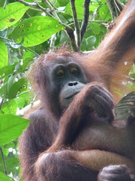 Wild Orang-Utans in Borneo