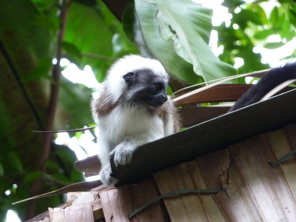 Cotton top tamarin monkeys